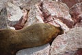 Sea lion face sleeping closeup on a rocky cliff in Islas Ballestas Paracas Peru Royalty Free Stock Photo