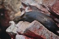 Sea lion face sleeping turned around on a rocky cliff in Islas Ballestas Paracas Peru Royalty Free Stock Photo