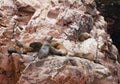 Sea Lion family Royalty Free Stock Photo