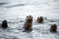 Sea lion family on the beach in Patagonia Royalty Free Stock Photo