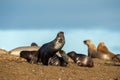 Sea lion family on the beach in Patagonia Royalty Free Stock Photo