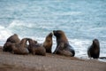 Sea lion family on the beach in Patagonia Royalty Free Stock Photo