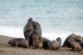 Sea lion family on the beach in Patagonia Royalty Free Stock Photo