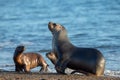 Sea lion family on the beach in Patagonia Royalty Free Stock Photo