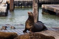 Sea lion family in San Francisco harbor