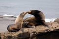 Sea Lion Family sitting on the rocks Royalty Free Stock Photo