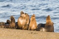 Sea lion female in colony, Royalty Free Stock Photo