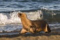 Sea lion female in colony, Royalty Free Stock Photo