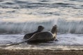 Sea lion female in colony, Royalty Free Stock Photo