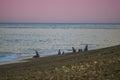 Sea lion female in colony, Royalty Free Stock Photo