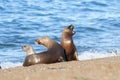 Sea lion female in colony, Royalty Free Stock Photo