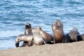 Sea lion female in colony Royalty Free Stock Photo