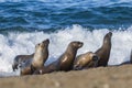 Sea lion female in colony, Royalty Free Stock Photo
