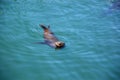 Sea Lion at Fishermans Wharf at the Paciific, Monterey, California