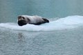 Sea lion on the flake of ice