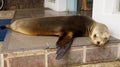 Sea lion in front of a Bank in Galapagos.