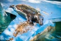 Sea lion full length