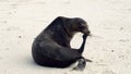 Sea Lion in the Galapagos Islands Royalty Free Stock Photo