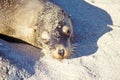 Sea lion, Galapagos Islands, Ecuador Royalty Free Stock Photo