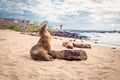 Sea lion, galapagos islands Royalty Free Stock Photo