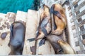 Sea lion, galapagos islands