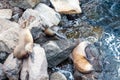 Sea lion, galapagos islands