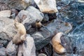 Sea lion, galapagos islands