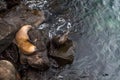 Sea lion, galapagos islands