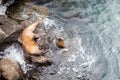 Sea lion, galapagos islands