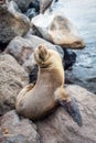 Sea lion, galapagos islands Royalty Free Stock Photo