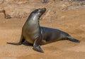 Sea lion, Galapagos islands, Ecuador Royalty Free Stock Photo