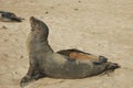 Sea Lion in Galapagos Islands