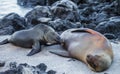 Sea lion in Galapagos Royalty Free Stock Photo