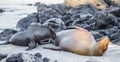 Sea lion in Galapagos Royalty Free Stock Photo