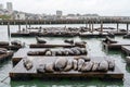 Sea lion grooming on a pontoon at pier 39 in san francisco with city on the background