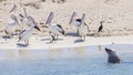 A sea lion and a group of pelicans on the sandy beach of Penguin Island, Rockingham, Western Australia