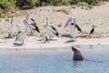 A sea lion and a group of pelicans on the sandy beach of Penguin Island, Rockingham, Western Australia