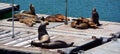Sea Lion on harbor quay in Southern California USA.