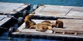 Sea Lion on harbor quay in Southern California USA.