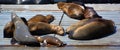 Sea Lion on harbor quay in Southern California USA.