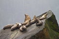 Sea Lion Harem