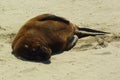 Cannibal Bay is most visited for its colony of sea lions