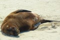 Cannibal Bay is most visited for its colony of sea lions