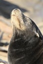 Sea lion close up