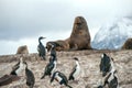 Sea lion and King Cormorant colony, Tierra del Fuego, Argentina - Chile Royalty Free Stock Photo