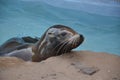 sea lion at knowsley safari park in lancashire