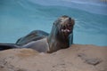 sea lion at knowsley safari park in lancashire