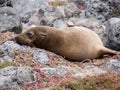 Sea lion on lava rocks, Plaza Sur Island, Galapagos Royalty Free Stock Photo