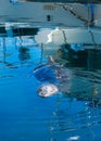Sea lion lazy swim vertical