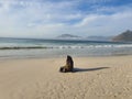 Sea Lion on Long Beach in Kommetjie